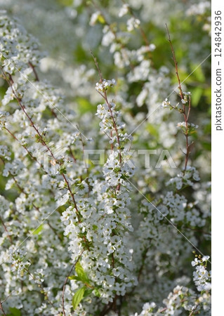 Spiraea ulmoides (Thunberg's meadowsweet) 124842936