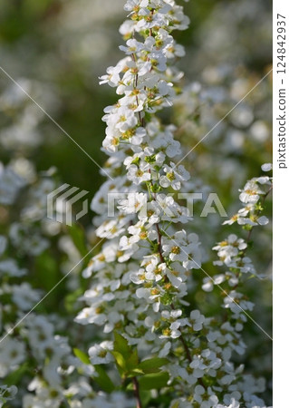 Spiraea ulmoides (Thunberg's meadowsweet) 124842937