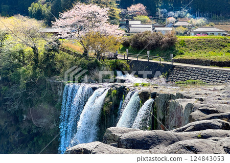 Cherry blossoms in full bloom and Harajiri Falls 124843053