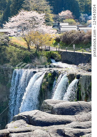 Cherry blossoms in full bloom and Harajiri Falls Cherry blossoms in full bloom and Harajiri Falls 124843054