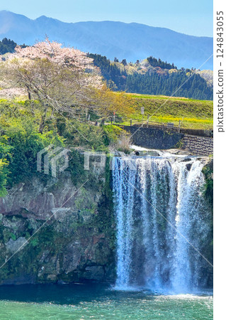 Cherry blossoms in full bloom and Harajiri Falls 124843055