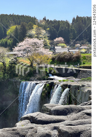 Cherry blossoms in full bloom and Harajiri Falls Cherry blossoms in full bloom and Harajiri Falls 124843056