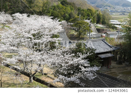 Soudou Sakura 1 Soudou Sakura 1 124843061