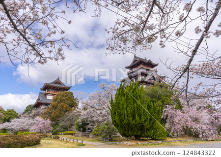 盛開的櫻花和伏見桃山城 124843322