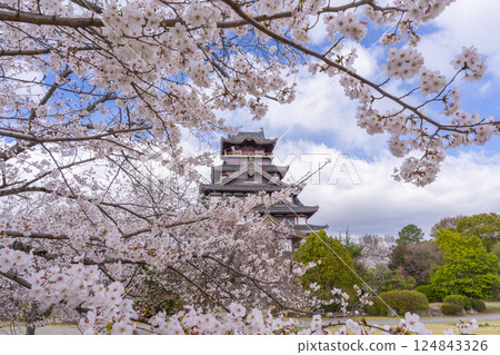 Cherry blossoms in full bloom and Fushimi Momoyama Castle 124843326