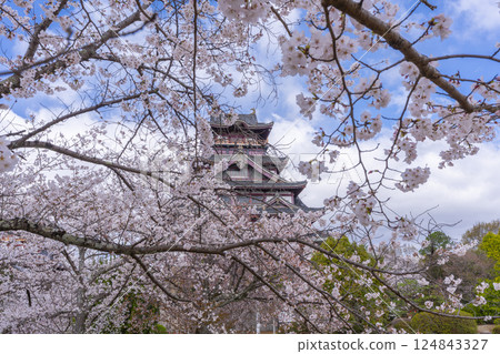 盛開的櫻花和伏見桃山城 盛開的櫻花和伏見桃山城 124843327