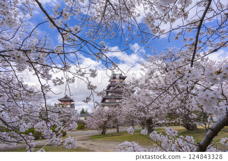 Cherry blossoms in full bloom and Fushimi Momoyama Castle 124843328