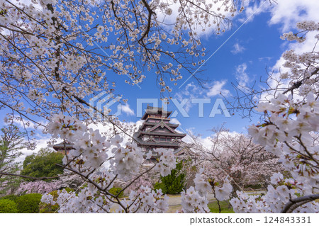 盛開的櫻花和伏見桃山城 124843331