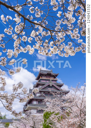 Cherry blossoms in full bloom and Fushimi Momoyama Castle 124843332