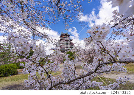 Cherry blossoms in full bloom and Fushimi Momoyama Castle 124843335