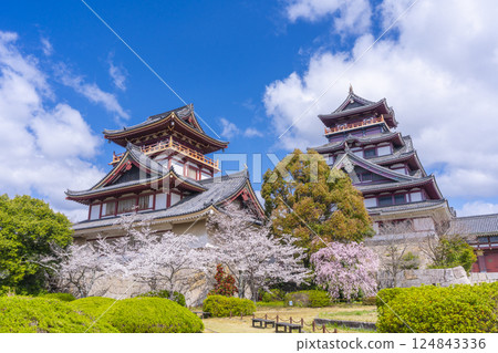 Cherry blossoms in full bloom and Fushimi Momoyama Castle 124843336