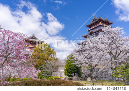 Cherry blossoms in full bloom and Fushimi Momoyama Castle Cherry blossoms in full bloom and Fushimi Momoyama Castle 124843338