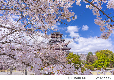 Cherry blossoms in full bloom and Fushimi Momoyama Castle 124843339