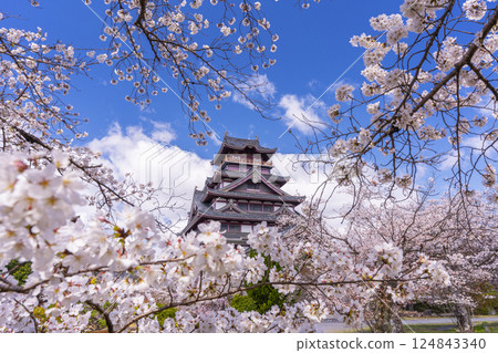 Cherry blossoms in full bloom and Fushimi Momoyama Castle 124843340
