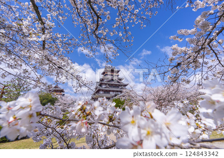Cherry blossoms in full bloom and Fushimi Momoyama Castle 124843342