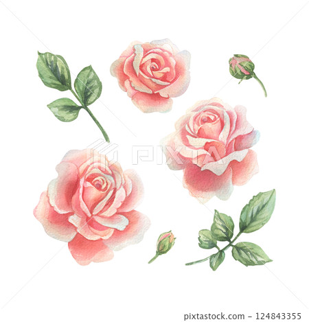 Flowers open roses coral and pink in pastel shades with leaves and buds. Watercolor illustration hand drawn. Set of separate elements isolated from the background. 124843355