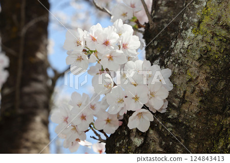 櫻花盛開 124843413