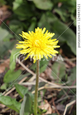  Dandelion 124843521