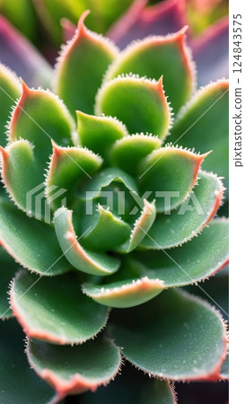 Close-up of green succulent plant with red-tipped leaves and fine texture. Macro botanical detail showing leaf structure and pattern 124843575