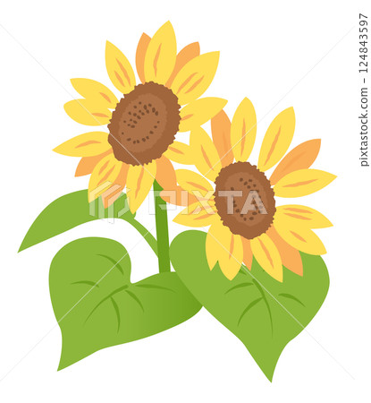 Sunflower flower illustration 124843597