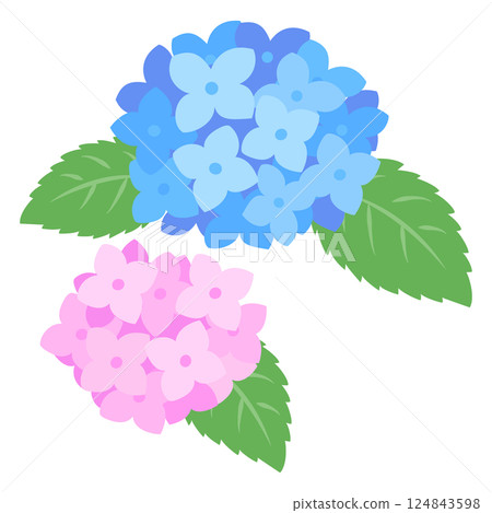 繡球花插圖 繡球花插圖 124843598