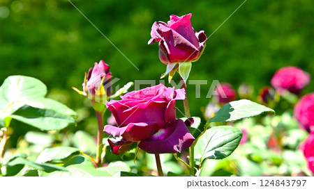 Beautiful roses at Nishiyama Park in Toyota City Beautiful roses at Nishiyama Park in Toyota City 124843797