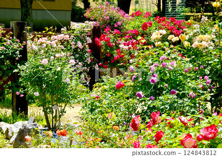 豐田市西山公園的玫瑰園盛開，芳香四溢 124843812