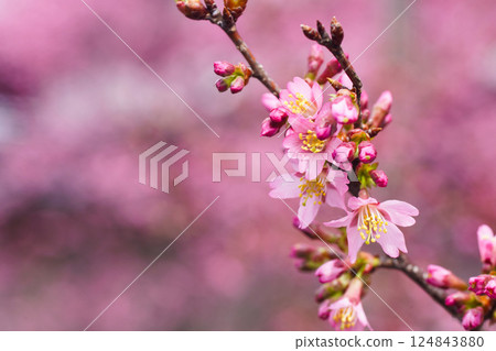 Otame cherry tree at Choshukuji Temple 124843880