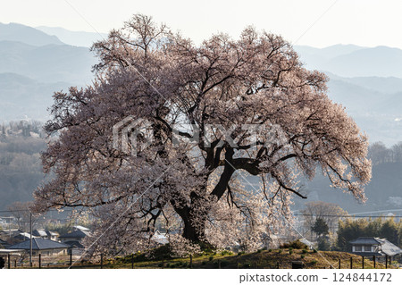 Cherry blossoming on the morning sun Cherry blossoming on the morning sun 124844172
