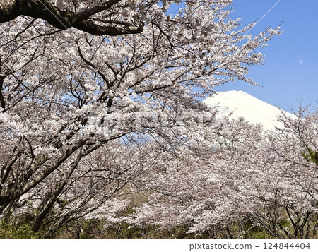 櫻桃開花的春天風景 124844404