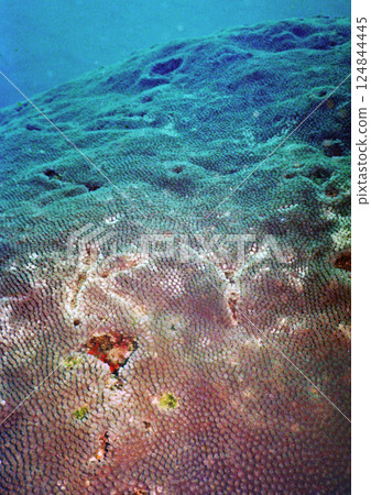 The cut KY incident's thistle coral 124844445