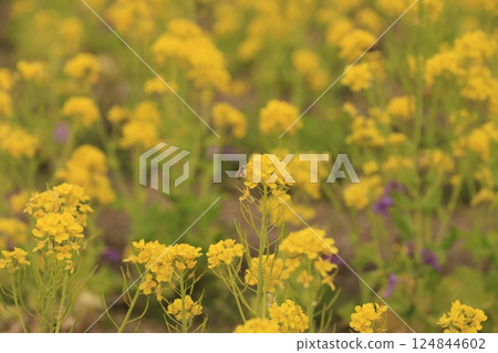 Bees gathering on rape blossoms Bees gathering on rape blossoms 124844602