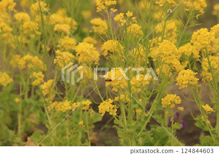 Bees gathering on rape blossoms Bees gathering on rape blossoms 124844603