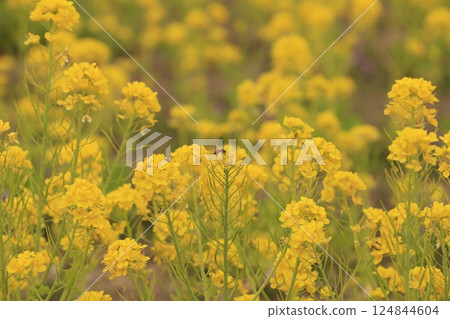蜜蜂聚集在油菜花上 蜜蜂聚集在油菜花上 124844604