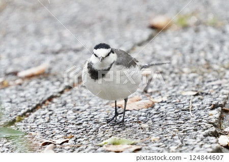 A white wagtail standing on an autumn road A white wagtail standing on an autumn road 124844607