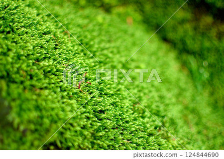 鮮綠色的苔蘚特寫 鮮綠色的苔蘚特寫 124844690