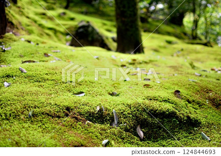 鮮綠色的苔蘚特寫 鮮綠色的苔蘚特寫 124844693