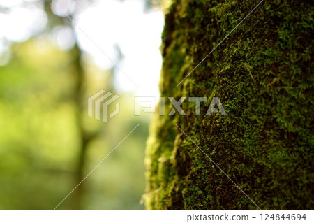 Bright green moss close-up Bright green moss close-up 124844694