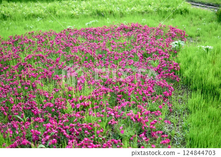 A cluster of blooming iris flowers in the countryside 124844703