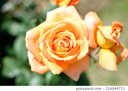 Close-up photo of orange roses 124844721