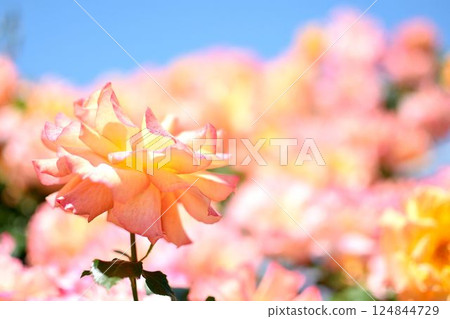 A bunch of orange and pink roses blooming under a blue sky A bunch of orange and pink roses blooming under a blue sky 124844729