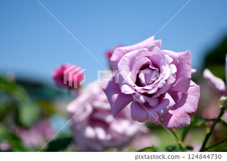 Close-up of a purple rose blooming under a blue sky 124844730