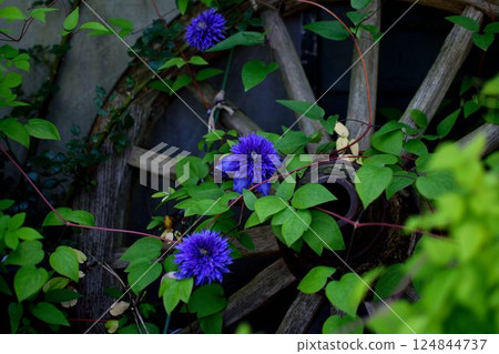 Wooden wheel with ivy and purple flowers 124844737