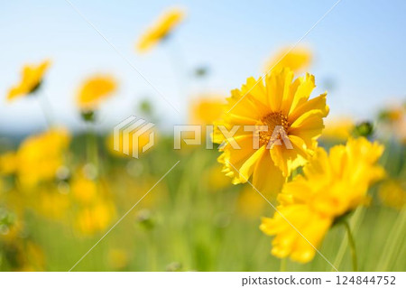 藍天下盛開的黃色花朵的特寫和風景 124844752