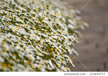 春季花田，盛開著白色和黃色的花朵 124844757