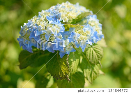 Pale blue and yellow-green hydrangea flowers blooming in the early summer sunshine 124844772