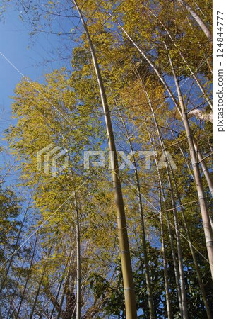 Scenery of Daianji Temple 124844777