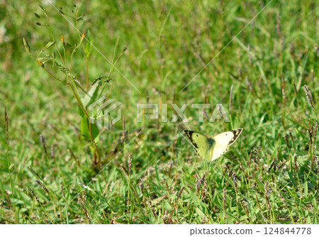 Early summer natural scenery with a yellow butterfly resting on the grass 124844778