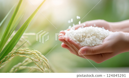 The story of bright white rice and lush green rice blessed by the sun | The glow of natural light 124845291