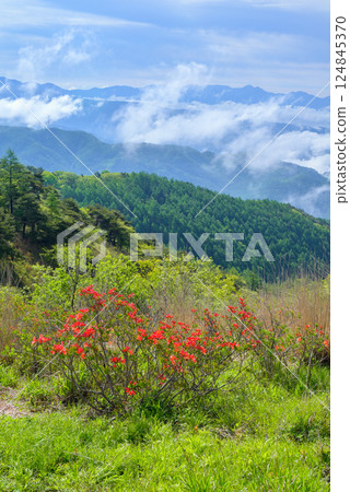 蓮華杜鵑和雲海殘跡【高木崎高原】 蓮華杜鵑和雲海殘跡【高木崎高原】 124845370